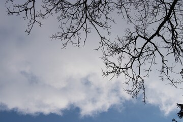 Tree branches under a cloudy sky