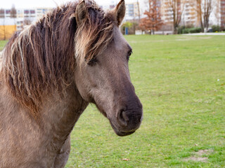 Beautiful brown pony, close-up of muzzle