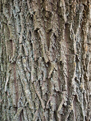 gray tree bark close up