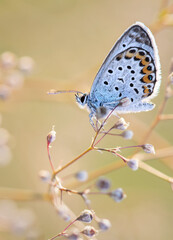 Butterfly, polyommatus icarus, common blue on a flower in the sunshine