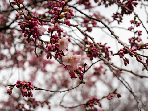 Pink flower, cherry tree in bloom