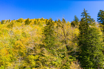 Fototapeta premium Beautiful autumn forest view from drone