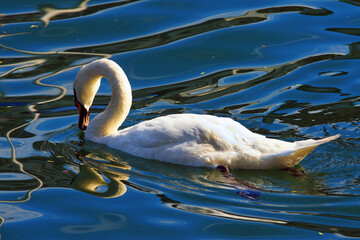 Swan fon Zewll am Zee lake, Austria, Europe