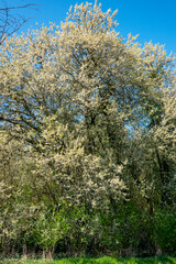 Overgrown garden with blooming old fruit trees