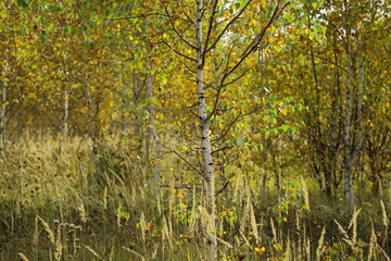 Obraz premium Autumn landscape near the city of Kazan