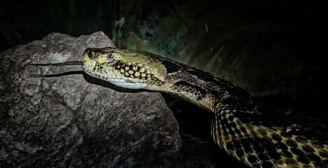 Closeup head shot of a Canebrake Rattlesnake.