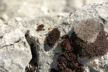 close up of a stone