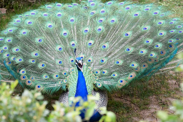 Fabulous Peacock begins the call of his courtship ritual
