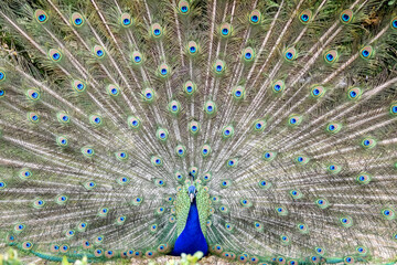 Fabulous Peacock with all its feathers unfurled in a courtship ritual