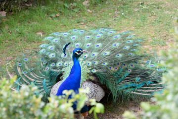 Fabulous Peacock moments before unfurling its feathers for its courtship ritual