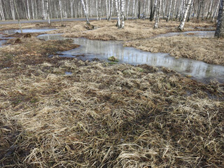  Spring day in the birch park. Frozen ice puddles among the dry grass