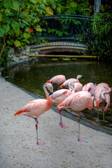 Flamingo, bird , nature , park , Florida