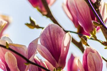 pink magnolia flowers