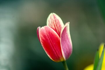 tulip in spring