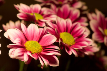 Obraz premium Purple flowers in vaze. 