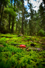 red mushroom in the forest