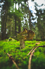 rotten mushroom in the forest