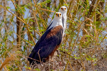 African fish-eagle. Chamo Lake, Ethiopia. Africa
The African fish eagle (Haliaeetus vocifer) or the African sea eagle, is a large species of eagle found throughout Africa