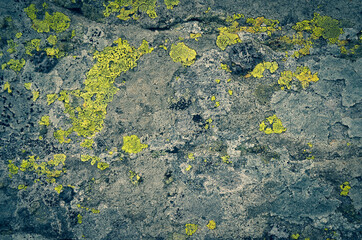 lichen on the rock
