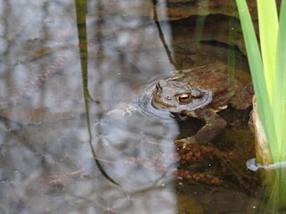 The common toad, European toad (Bufo bufo) in water.