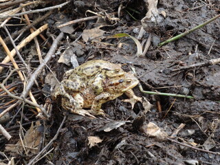 Amplexus of the common toad, European toad (Bufo bufo).