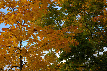 autumn leaves on a tree