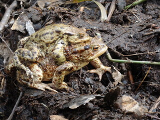 Amplexus of the common toad, European toad (Bufo bufo).