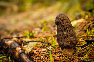 morel mushroom on the ground