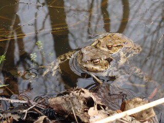 Amplexus of the common toad, European toad (Bufo bufo) in water.