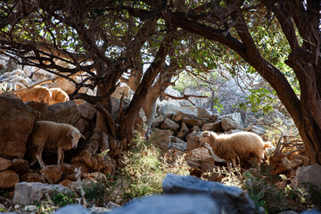 Summer view of few sheep grazing