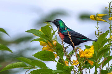 Shelley's sunbird. Chamo Lake, Ethiopia. Africa
Shelley's sunbird (Cinnyris shelleyi) is a species of bird in the family Nectariniidae.