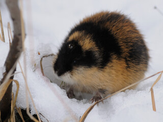 Norwegian lemming, an arctic wild animal in the snow looking for food. Wild scowl of a Norwegian lemming. Khibiny mountains, Murmansk region.