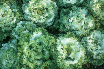 Ornamental cabbage in the garden