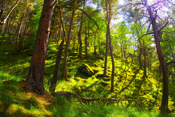 A green hill illuminated by the sun in a fairytale forest in the Chegem gorge