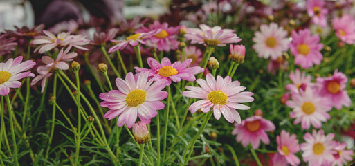 Fototapeta premium Pink white Marguerite Daisy Flowers in a meadow