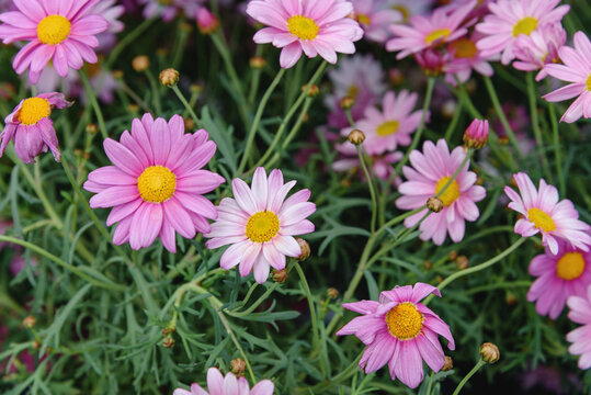 Pink Marguerite Daisy Flowers in a meadow. Top view