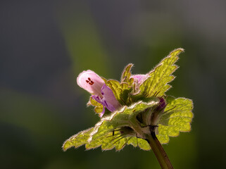 Eine Makroaufnahme einer Purpurroten Taubnessel (Lamium purpureum) im Garten im Sonnenlicht 