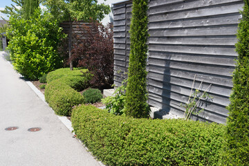 Modern garden architecture with cypress and box trees in front of a wooden fence