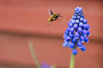 bee,flower,flying,insect,spring,febe,garden,bee on flower,grape hyacinths,muscari
