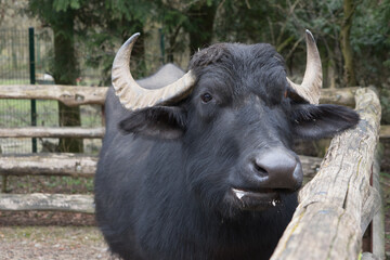 Portrait of a cape buffalo in the compound