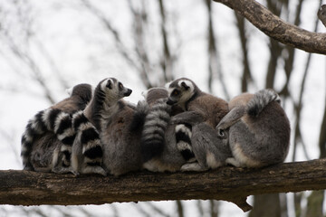 Group of ring tailed lemur (lemur catta) at a branch, aligned and cuddle up to the others