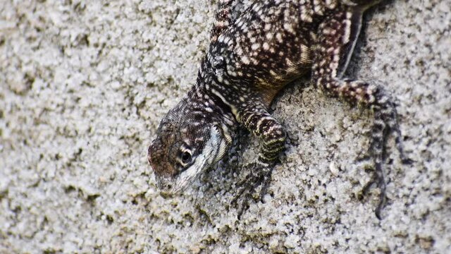 Lizard runs to protect itself in rough-weathered texture wall. Close details of lizard skin. 