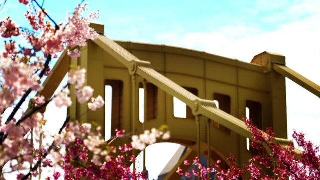 A slow closeup rack focus from Spring cherry blossom trees to the top of the yellow Andy Warhol Bridge in Pittsburgh, Pennsylvania.  	
