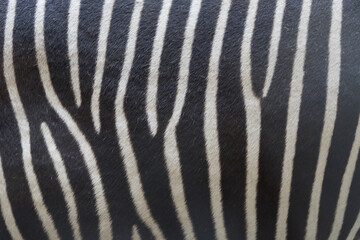 Fototapeta na wymiar Zebra skin texture - background