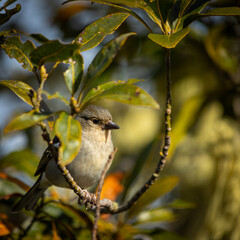 bird on a branch