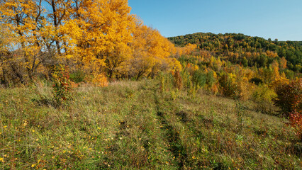 Altai mountains. Autumn forest in the vicinity of Gorno-Altaisk.