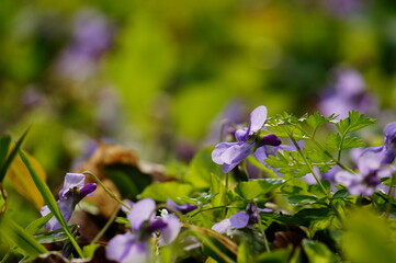 Early purple spring flowers hidden in the grass, with blurred green background