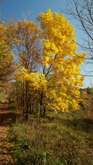 Altai mountains in autumn. Gorno-Altaisk city. Manchurian walnut in autumn attire.
