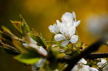 Close up photo of a white cherry blossom during spring season on a colorful background