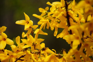 Close up photo of yellow blooming forsythia flowers on the bush on a dark green background during spring season